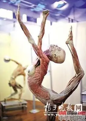 p>所谓人体标本就是由真实的人体,经过一系列的 a href="#" data