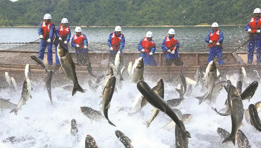 太平湖将推巨网捕鱼文旅项目 吸引游客观光旅游度假