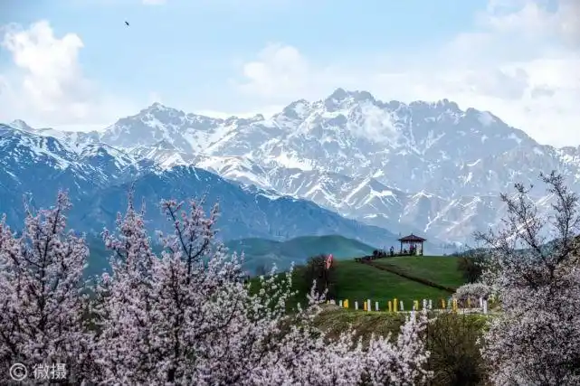 新疆伊犁中华福寿山摄影作品展:莫道人间春归早,花落花开又一年