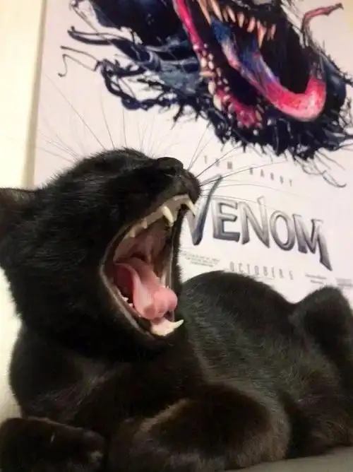 主人趁黑猫打哈欠时跟毒液海报一起合影,就是后面的表情太搞笑了!