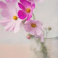 微信头像图片大全 微信花草植物头像 用花朵做头像人【点击鼠标右键