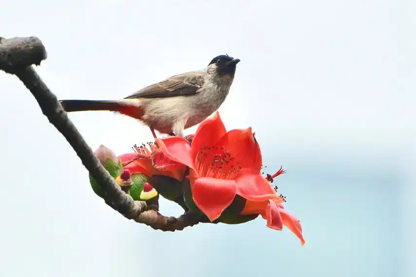 木棉花和鸟儿 (1)