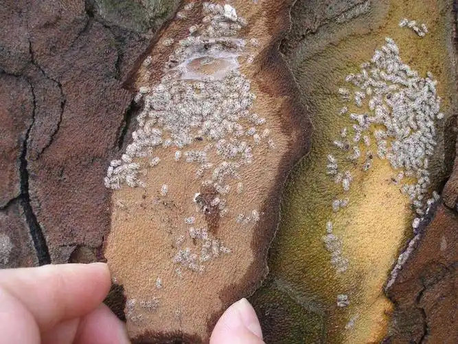 在宿舍发现的白色虫子 好像有很小的翅膀 扁的