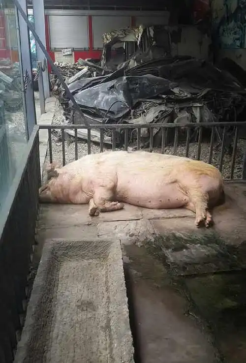 汶川地震猪坚强已7岁生活规律吃饭睡觉散步高清组图