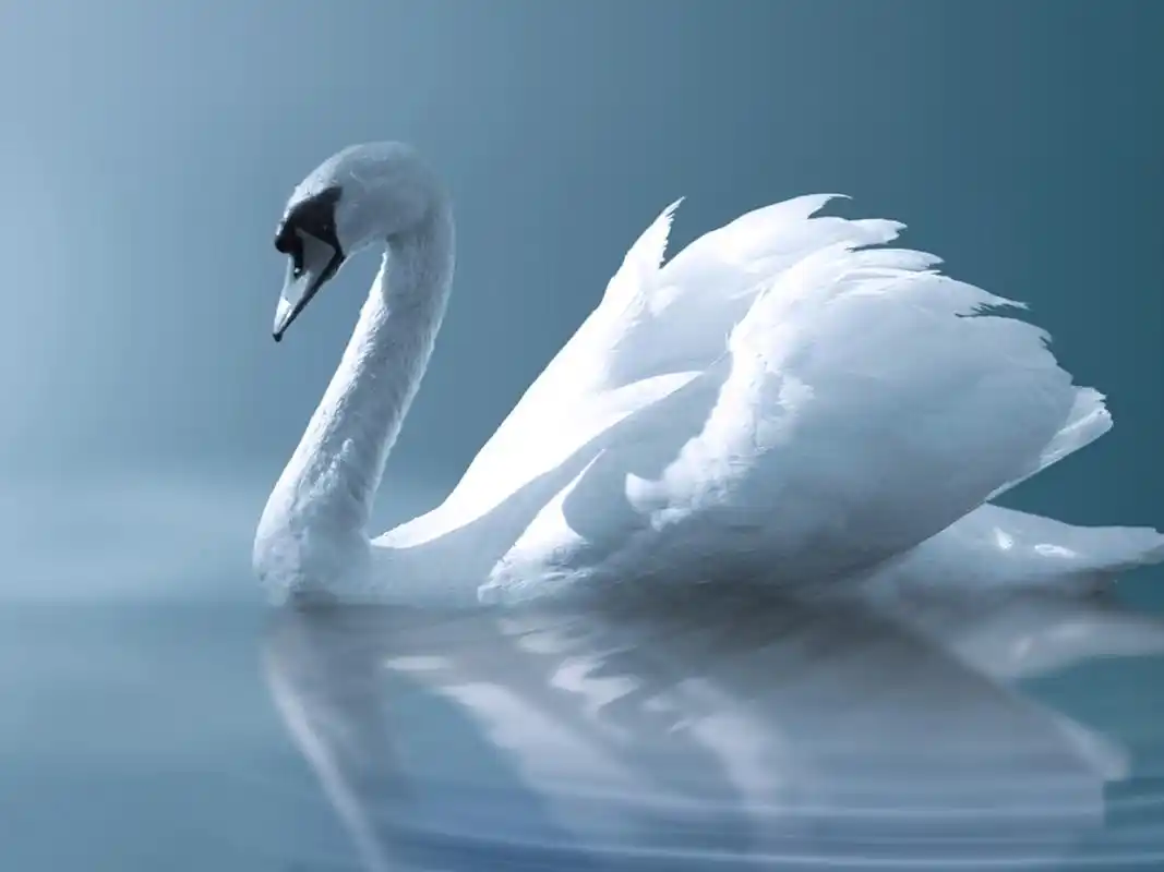 天鹅动物壁纸_湖中雪白的天鹅