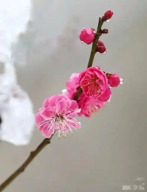 【摄影家眼中的雪山梅园】雪中梅 图文承宇_梅花