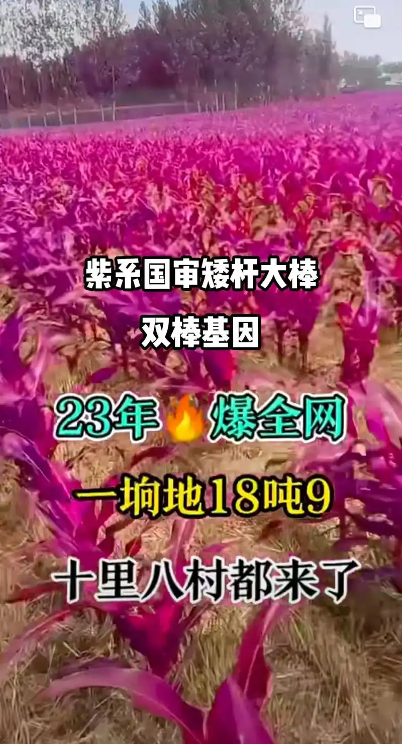 最新国审高产玉米种子 #紫根紫杆高产大棒 #国审矮杆大棒王 - 抖音