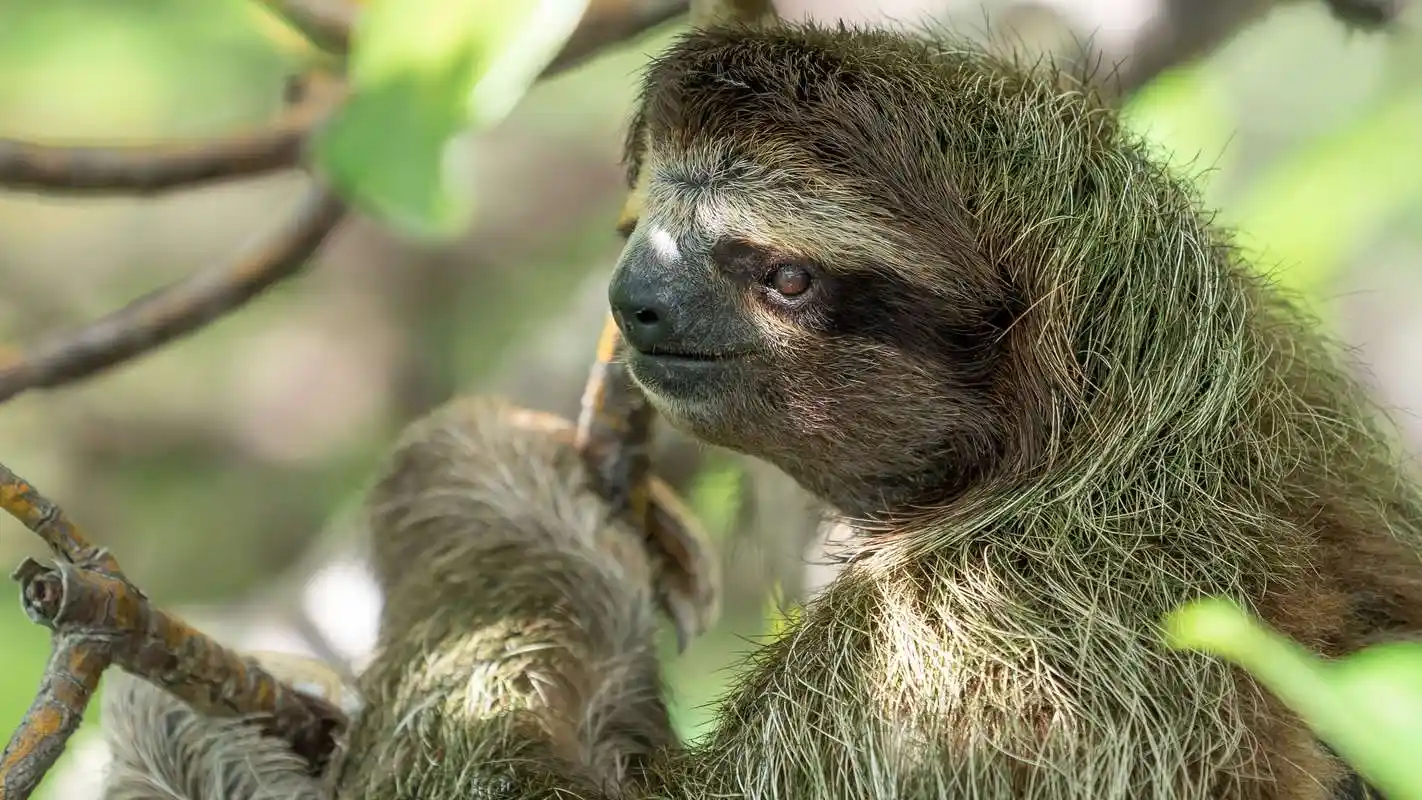 4k高清壁纸:树懒(sloths)