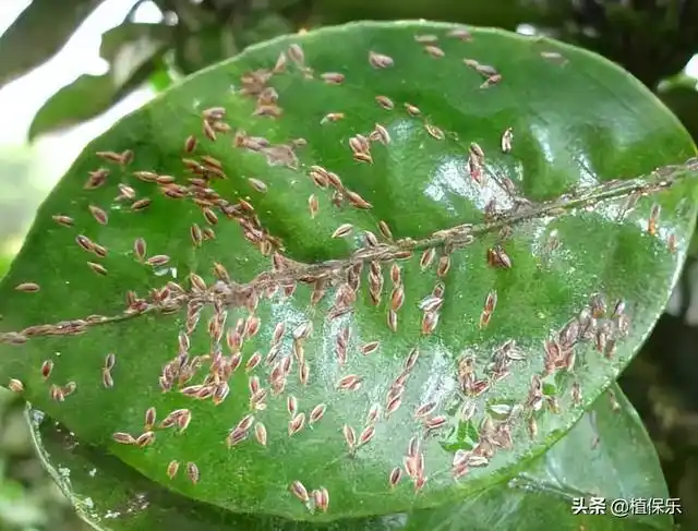 毒死蜱主要杀什么虫,毒死蜱主要杀什么虫图片(这10个杀虫剂复配方案)
