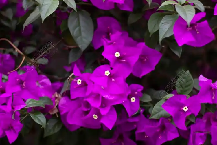 深紫色三角梅花卉高清摄影图