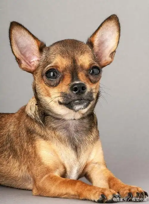 分享一组大眼狗狗,它眼睛色黑明亮,身体比例恰当,很是可爱呢