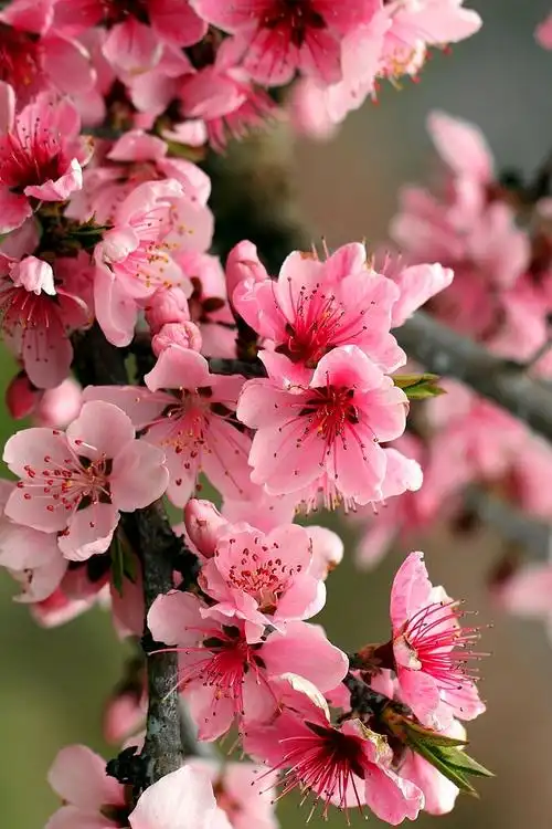 桃花. - 堆糖,美图壁纸兴趣社区