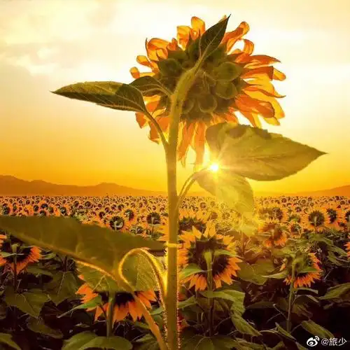 信仰,积极向上,朝气蓬勃,光明,热爱生活