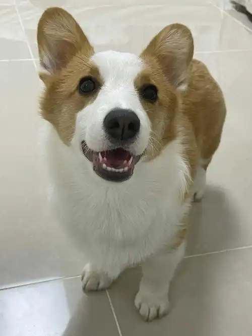 啊啊啊啊啊这两颗小牙齿好可爱