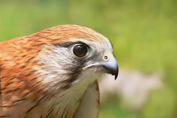 p>澳洲隼(学名: i>falco cenchroides /i>):体长约35厘米,体重115