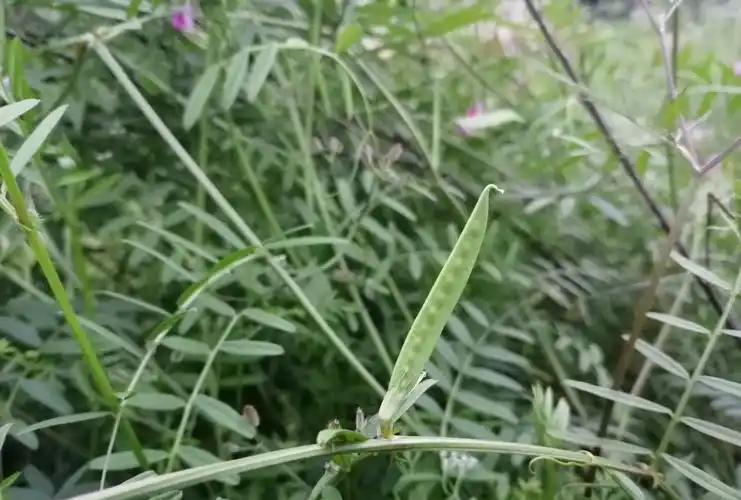 1 / 5 结的果实非常像豌豆,成熟以后非常小一粒,黑黑的,不能吃