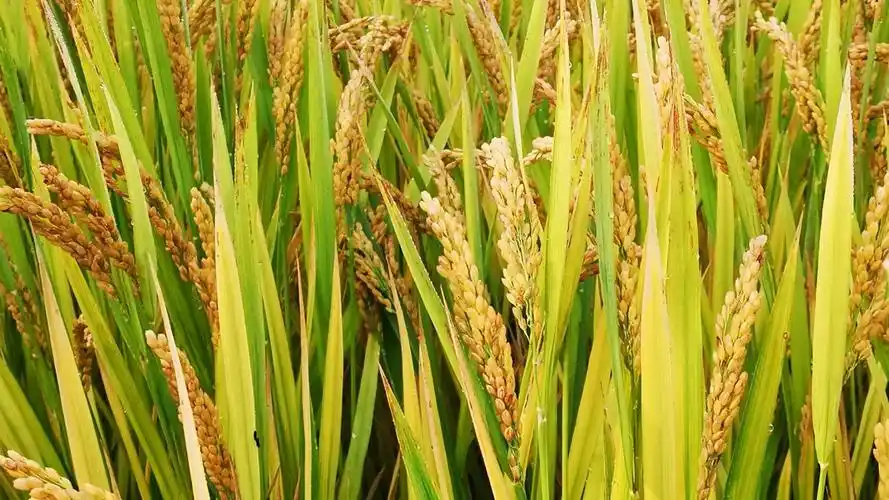 水稻图片大全大图-花卉壁纸-高清花卉图片-第8图-娟娟壁纸