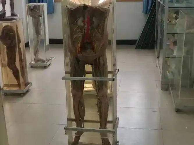 解剖实验室一简介