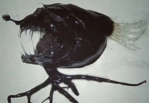 深海异形!狰狞魔鬼头加锋利尖牙,北极鱼夫捞到漆黑怪鱼