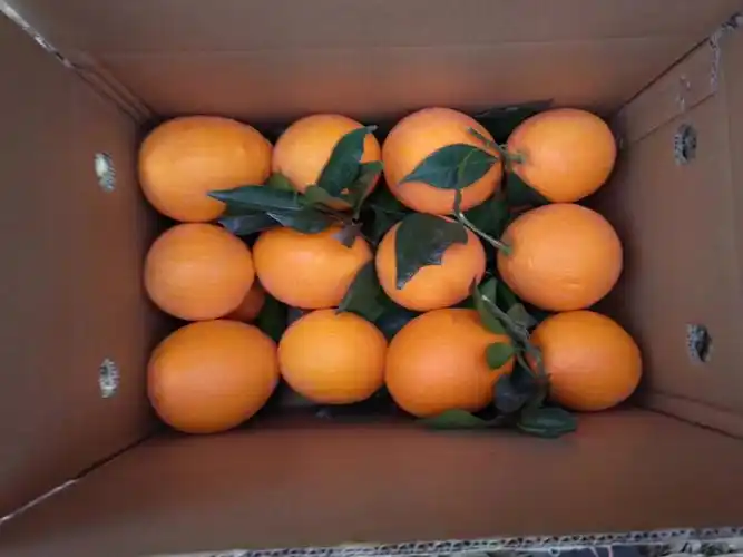 新鲜好吃的大橙子