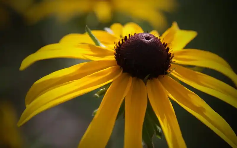 精选简约唯美花卉向日葵桌面壁纸下载