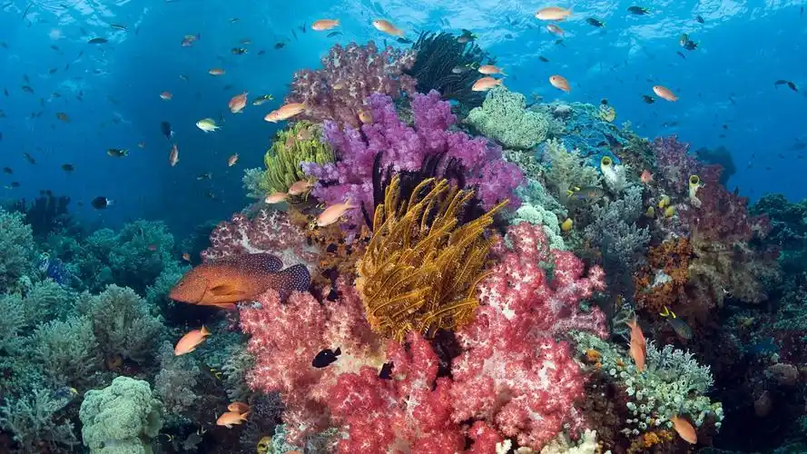 五彩绚烂美丽的海底世界桌面壁纸