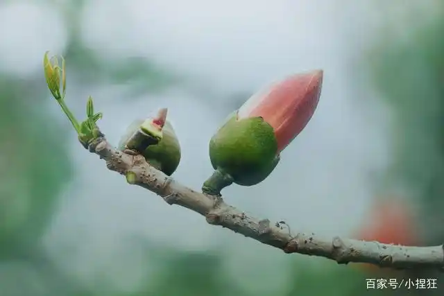 木棉花苞