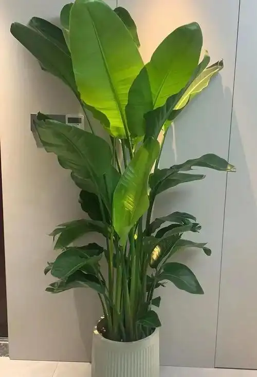 天堂鸟叶片卷边干裂怎么办?注意这3点,叶片绿油油一直冒新芽