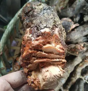 野生猕猴桃根 刀口药 奇异果根