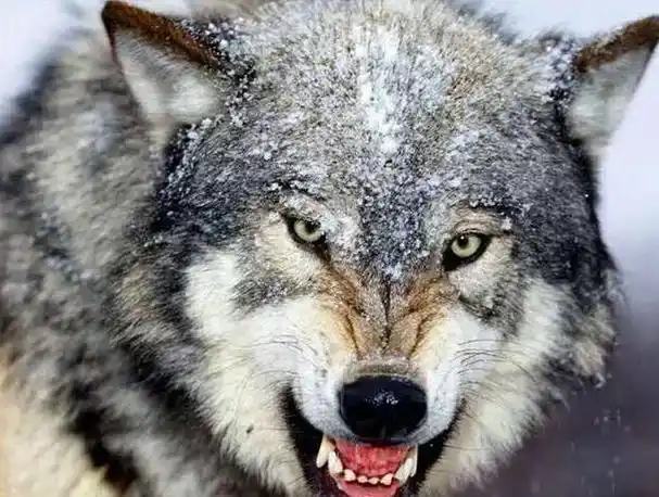 《狼道》:明白狼的这几种品性,你将越来越优秀