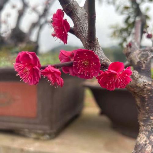 原生红须朱砂梅国旗红大红色红梅骨里红梅花绿梅乌羽玉南北方花卉