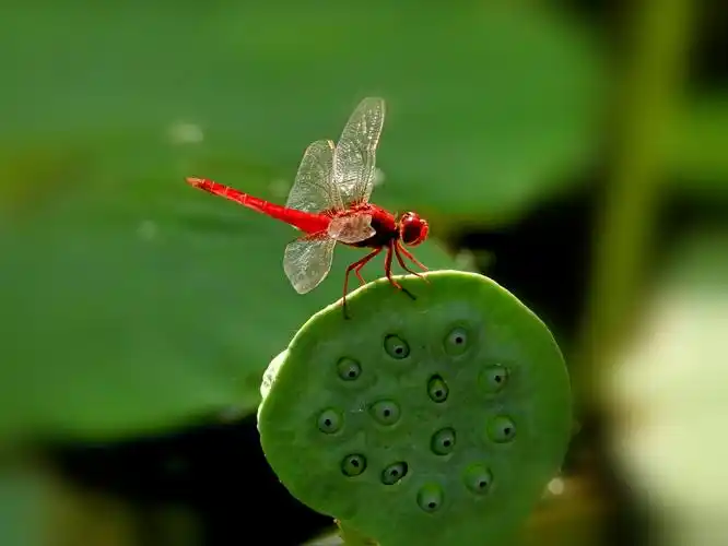 其它 荷中的小蜻蜓 写美篇雨过天晴,涨满水的池塘上轻拢着一层淡淡的