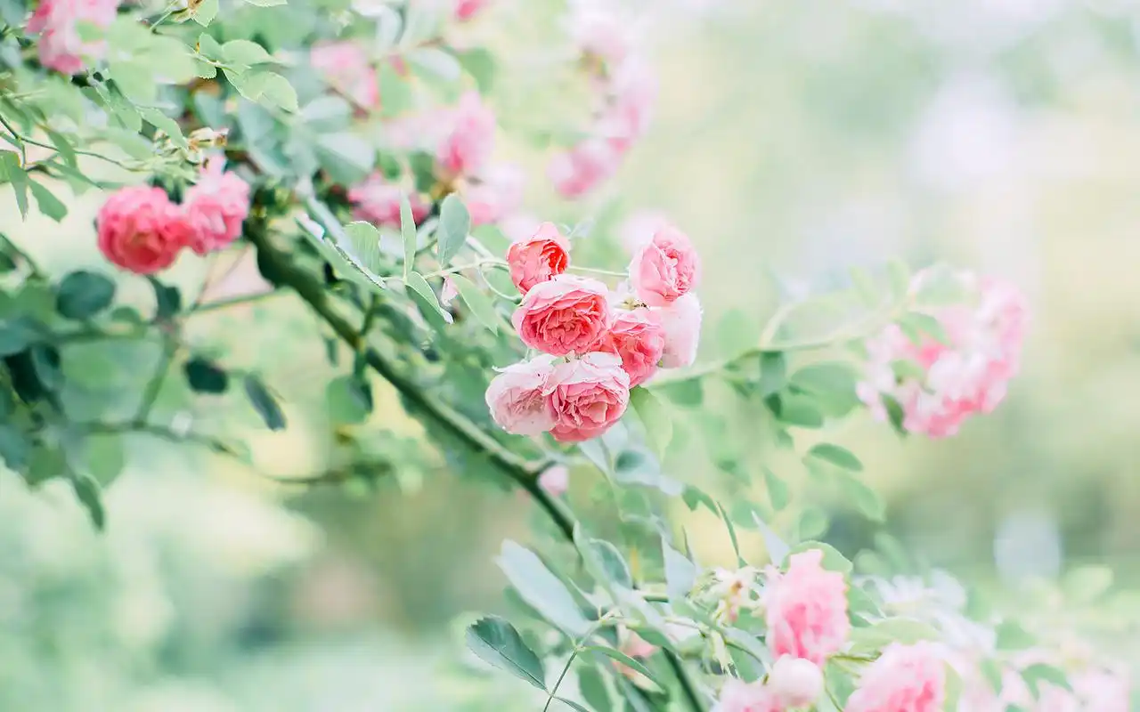 夏日小清新植物桌面壁纸图片