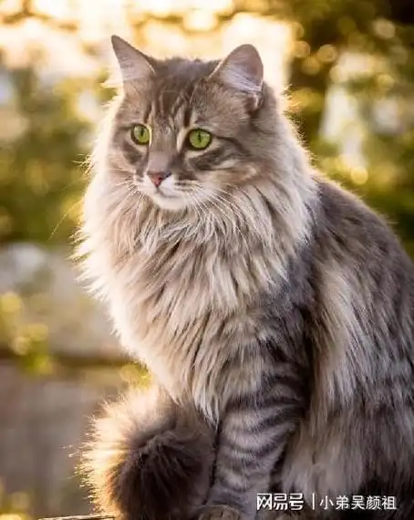 世界上最漂亮的猫排名不接受反驳