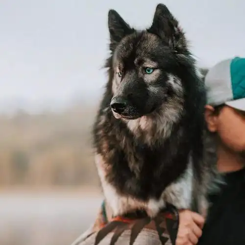 头像 | 狗子写真集