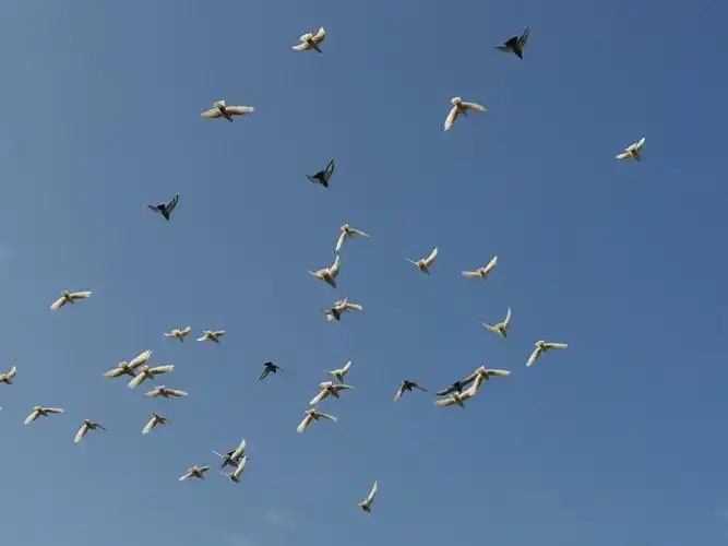 金秋十月西湖鸽子满天飞