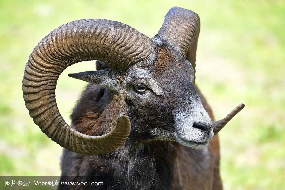 欧洲盘羊,褐色,水平画幅,无人,食草动物