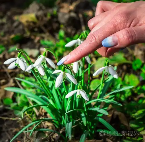 特写的手指女孩触摸花