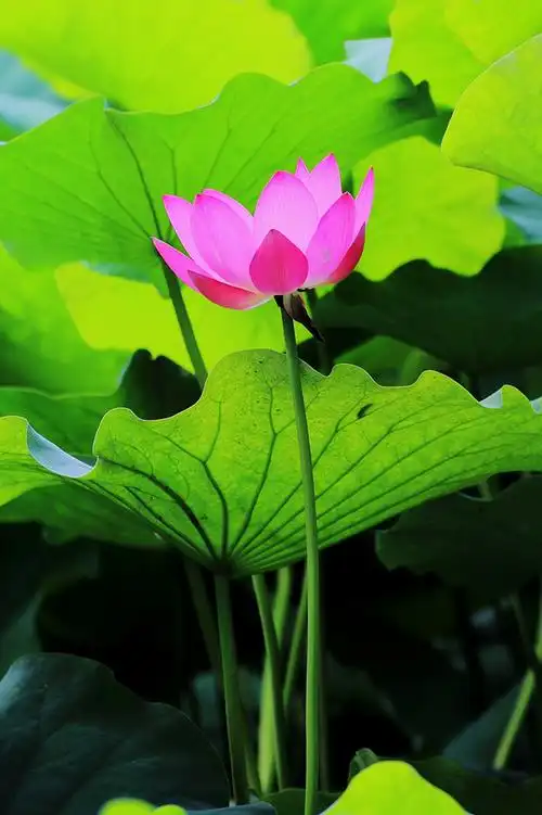 荷花一朵拍一组