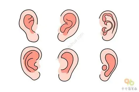 五官耳朵简笔画图片