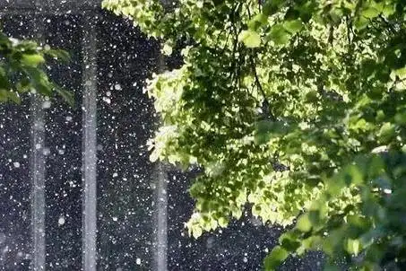 杨柳絮又满天飞了?会传播新冠病毒吗?