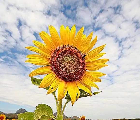 所以,我们应该在阳光下灿烂,风雨中奔跑,对自己说一声:昨天挺好,今天