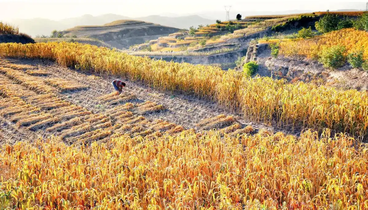 晒晒柳林丰收图