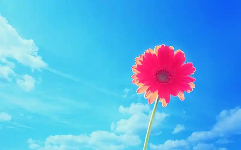 电脑壁纸 花卉 鲜花 清新淡雅的非洲菊