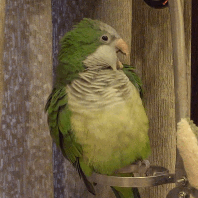 揪是这只鸟——沙雕鹦鹉表情包5