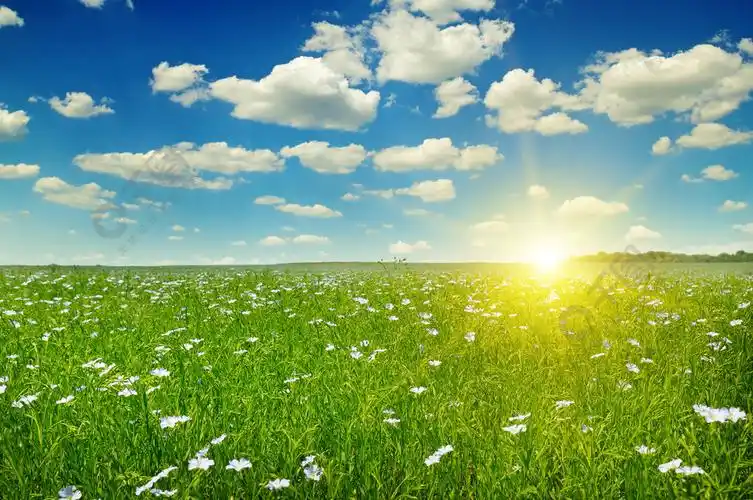 有开花的亚麻和日出的领域在蓝天