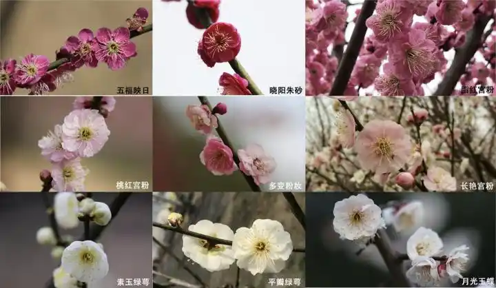 浙农林大教授选育的梅花和腊梅新品种获得国家授权