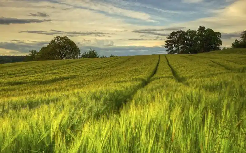 非主流唯美田园风光金黄麦田小清新桌面壁纸第一辑