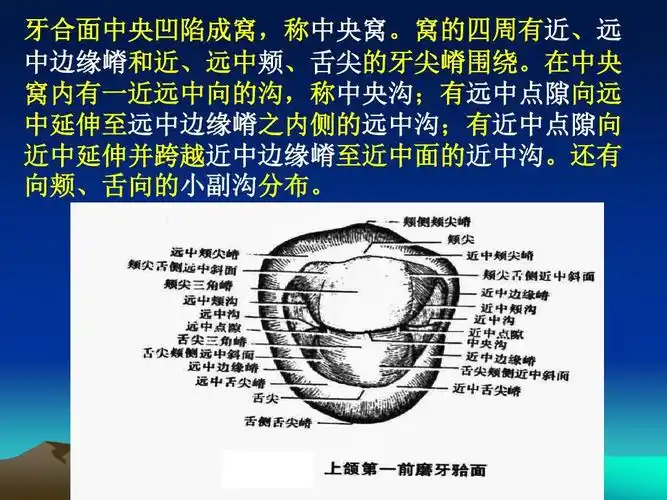 口腔前磨牙解剖形态ppt