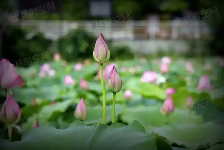上林这个地方大片荷花开空中看更美你去看了吗